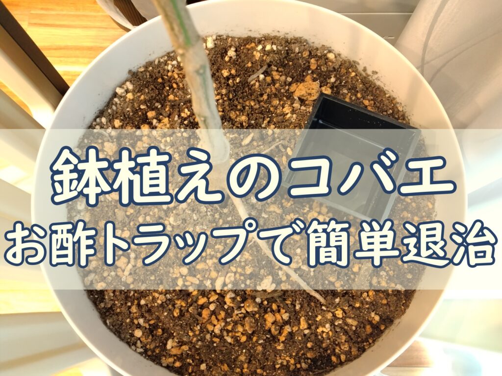 コバエ対策